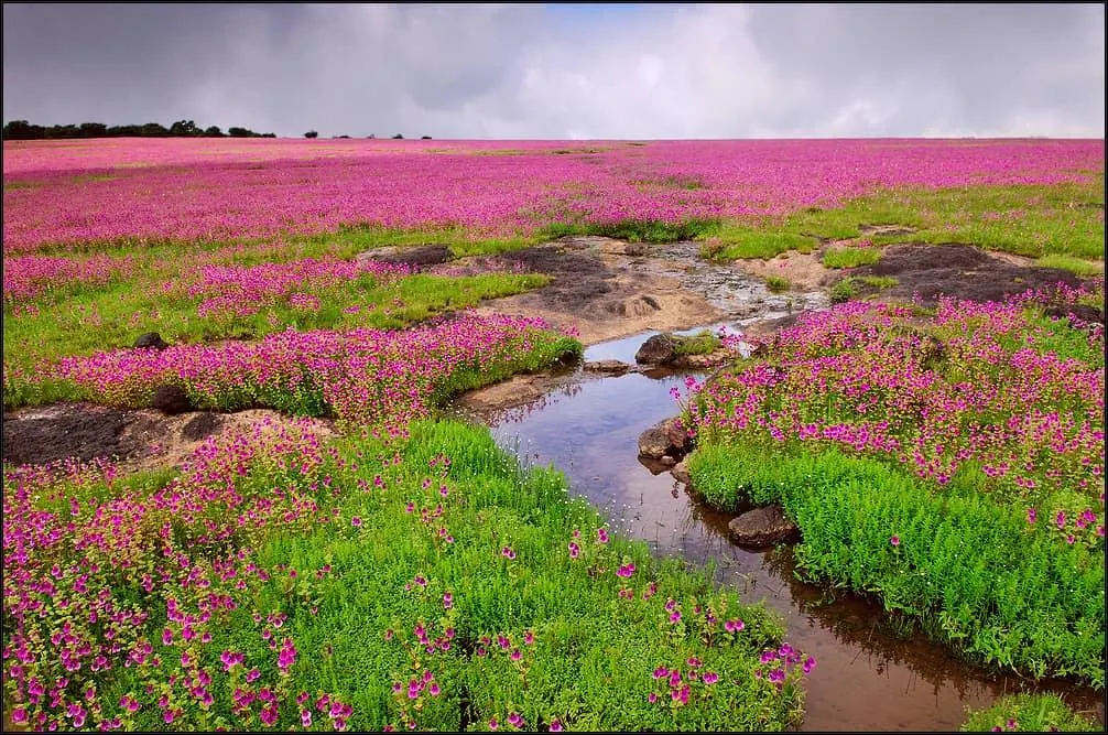 Kaas Plateau | Solapur Car Rental Service Kaas Plateau – trip by Solapur Car Rental Service